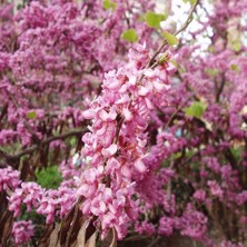 Fidan Sepetim 2 Yaş Erguvan Fidanı 'cercis Siliquastrum'