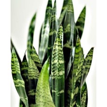 Smyrna Garden Koyu Yeşil Paşa Kılıcı Bitkisi - 40-60 cm - Sansevieria Zeylanica - Çok Köklü - Uzayan