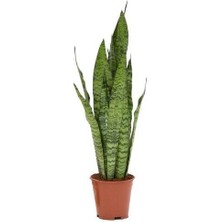 Smyrna Garden Koyu Yeşil Paşa Kılıcı Bitkisi - 40-60 cm - Sansevieria Zeylanica - Çok Köklü - Uzayan