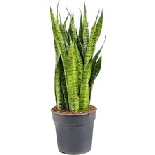 Smyrna Garden Koyu Yeşil Paşa Kılıcı Bitkisi - 40-60 cm - Sansevieria Zeylanica - Çok Köklü - Uzayan