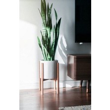 Smyrna Garden Koyu Yeşil Paşa Kılıcı Bitkisi - 40-60 cm - Sansevieria Zeylanica - Çok Köklü - Uzayan