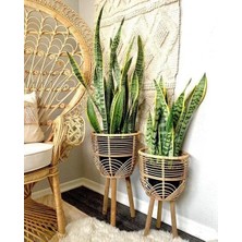 Smyrna Garden Sarı Kenarlı Paşa Kılıcı - 60-80 cm - Sansevieria Laurentii - Çok Köklü - Uzayan