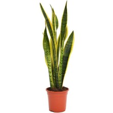 Smyrna Garden Sarı Kenarlı Paşa Kılıcı - 60-80 cm - Sansevieria Laurentii - Çok Köklü - Uzayan