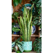 Smyrna Garden Sarı Kenarlı Paşa Kılıcı - 60-80 cm - Sansevieria Laurentii - Çok Köklü - Uzayan