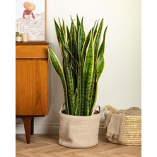 Smyrna Garden Sarı Kenarlı Paşa Kılıcı - 60-80 cm - Sansevieria Laurentii - Çok Köklü - Uzayan