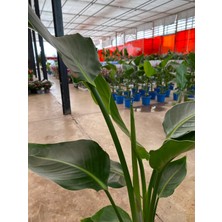 My Çiçekçim Starliçe Iki Köklü ( Strelitzia ) 80 - 100 cm Ev Ofis Salon Bitkisi