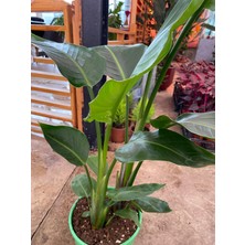 My Çiçekçim Starliçe Iki Köklü ( Strelitzia ) 80 - 100 cm Ev Ofis Salon Bitkisi