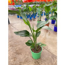 My Çiçekçim Starliçe Iki Köklü ( Strelitzia ) 80 - 100 cm Ev Ofis Salon Bitkisi