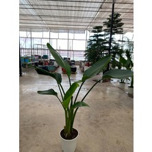 My Çiçekçim Starliçe Iki Köklü ( Strelitzia ) 120 - 140 cm Ev Ofis Salon Bitkisi