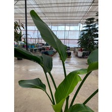 My Çiçekçim Starliçe Iki Köklü ( Strelitzia ) 120 - 140 cm Ev Ofis Salon Bitkisi