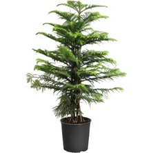 Smyrna Garden Yılbaşı Çamı - Salon Çamı - 120-150 cm - Araucaria - Dev Arokarya Çamı - Çok Değerli