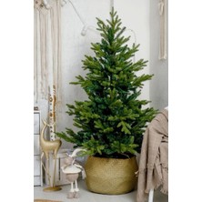 Smyrna Garden Yılbaşı Çamı - Salon Çamı - 120-150 cm - Araucaria - Dev Arokarya Çamı - Çok Değerli