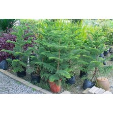 Smyrna Garden Yılbaşı Çamı - Salon Çamı - 120-150 cm - Araucaria - Dev Arokarya Çamı - Çok Değerli