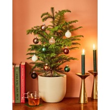 Smyrna Garden Yılbaşı Çamı - Salon Çamı - 40-60 cm - Arokarya Çamı - Araucaria - Çok Değerli