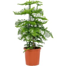 Smyrna Garden Yılbaşı Çamı - Salon Çamı - 40-60 cm - Arokarya Çamı - Araucaria - Çok Değerli