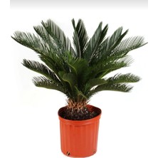 Smyrna Garden Sikas Ağacı / Cycas / Sagu Palmiyesi / 60-80 cm / Çok Değerli Antik Bitki