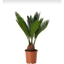 Smyrna Garden Sikas Ağacı / Cycas / Sagu Palmiyesi / 60-80 cm / Çok Değerli Antik Bitki