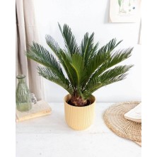 Smyrna Garden Sikas Ağacı / Cycas / Sagu Palmiyesi / 60-80 cm / Çok Değerli Antik Bitki