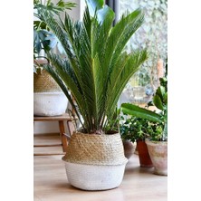 Smyrna Garden Sikas Ağacı / Cycas / Sagu Palmiyesi / 80-100 cm / Çok Değerli Antik Bitki