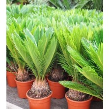 Smyrna Garden Sikas Ağacı / Cycas / Sagu Palmiyesi / 80-100 cm / Çok Değerli Antik Bitki