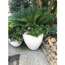 Smyrna Garden Sikas Ağacı / Cycas / Sagu Palmiyesi / 80-100 cm / Çok Değerli Antik Bitki