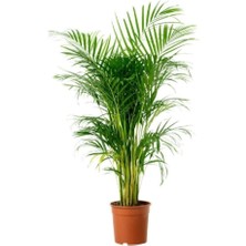 Smyrna Garden Areka Palmiyesi - 80-100 cm - Salon Palmiyesi - Dolgun Formda