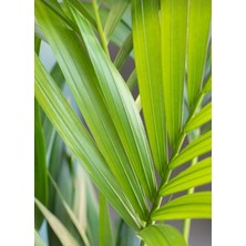 Smyrna Garden Areka Palmiyesi - 80-100 cm - Salon Palmiyesi - Dolgun Formda