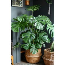 Smyrna Garden Delikli Deve Tabanı - 60-80 cm - Monstera Deliciosa - Popüler Bitki - Dolgun Formda