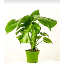 Smyrna Garden Delikli Deve Tabanı - 60-80 cm - Monstera Deliciosa - Popüler Bitki - Dolgun Formda