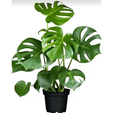 Smyrna Garden Delikli Deve Tabanı - 60-80 cm - Monstera Deliciosa - Popüler Bitki - Dolgun Formda