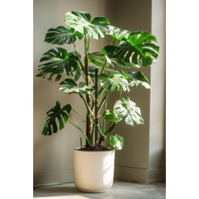 Smyrna Garden Delikli Deve Tabanı - 60-80 cm - Monstera Deliciosa - Popüler Bitki - Dolgun Formda