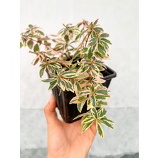 Retro Çiçekçilik 4 Adet Alacalı Abelia Grandiflora Confetti Fidanı Dış Mekan Çit Bitkisi