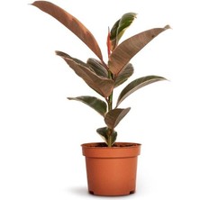 Smyrna Garden Pembe Alacalı Kauçuk Bitkisi - 40-60 cm - Ficus Elastica - Popüler Bitki - Dolgun Formda