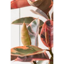 Smyrna Garden Pembe Alacalı Kauçuk Bitkisi - 40-60 cm - Ficus Elastica - Popüler Bitki - Dolgun Formda