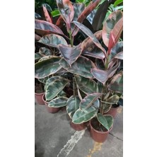 Smyrna Garden Pembe Alacalı Kauçuk Bitkisi - 40-60 cm - Ficus Elastica - Popüler Bitki - Dolgun Formda