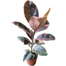 Smyrna Garden Pembe Alacalı Kauçuk Bitkisi - 80-100 cm - Ficus Elastica - Popüler Bitki - Dolgun Formda