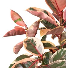 Smyrna Garden Pembe Alacalı Kauçuk Bitkisi - 80-100 cm - Ficus Elastica - Popüler Bitki - Dolgun Formda