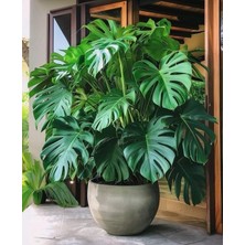 Smyrna Garden Delikli Deve Tabanı - 90-120 cm - Monstera Deliciosa - Popüler Bitki - Dolgun Formda