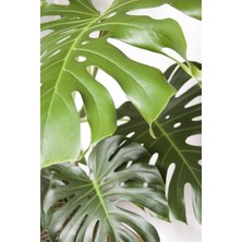 Smyrna Garden Delikli Deve Tabanı - 90-120 cm - Monstera Deliciosa - Popüler Bitki - Dolgun Formda