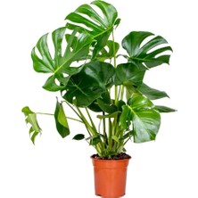 Smyrna Garden Delikli Deve Tabanı - 90-120 cm - Monstera Deliciosa - Popüler Bitki - Dolgun Formda