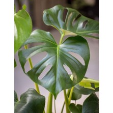 Smyrna Garden Delikli Deve Tabanı - 40-60 cm - Monstera Deliciosa - Popüler Bitki - Dolgun Form