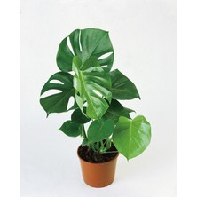 Smyrna Garden Delikli Deve Tabanı - 40-60 cm - Monstera Deliciosa - Popüler Bitki - Dolgun Form