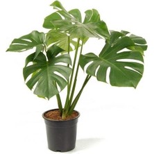 Smyrna Garden Delikli Deve Tabanı - 40-60 cm - Monstera Deliciosa - Popüler Bitki - Dolgun Form