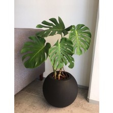 Smyrna Garden Delikli Deve Tabanı - 40-60 cm - Monstera Deliciosa - Popüler Bitki - Dolgun Form