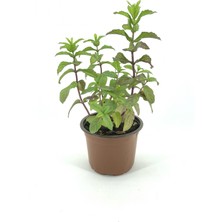 My Botanik Nane 15-20 cm Saksıda