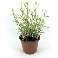 My Botanik Alacalı Lavanta 10-15 cm
