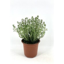 My Botanik Kekik 15-20 cm Saksıda