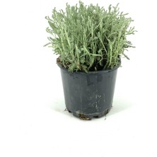 My Botanik Lavantin 10-15 cm Saksıda