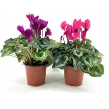 My Botanik Sıklamen Çiçeği-2'li-Fuşya ve Pembe