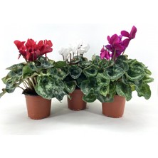 My Botanik Sıklamen Çiçeği-3'lü-Kırmızı-Fuşya-Beyaz